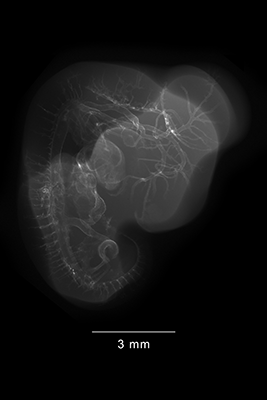 stage 26 chick embryo x-ray