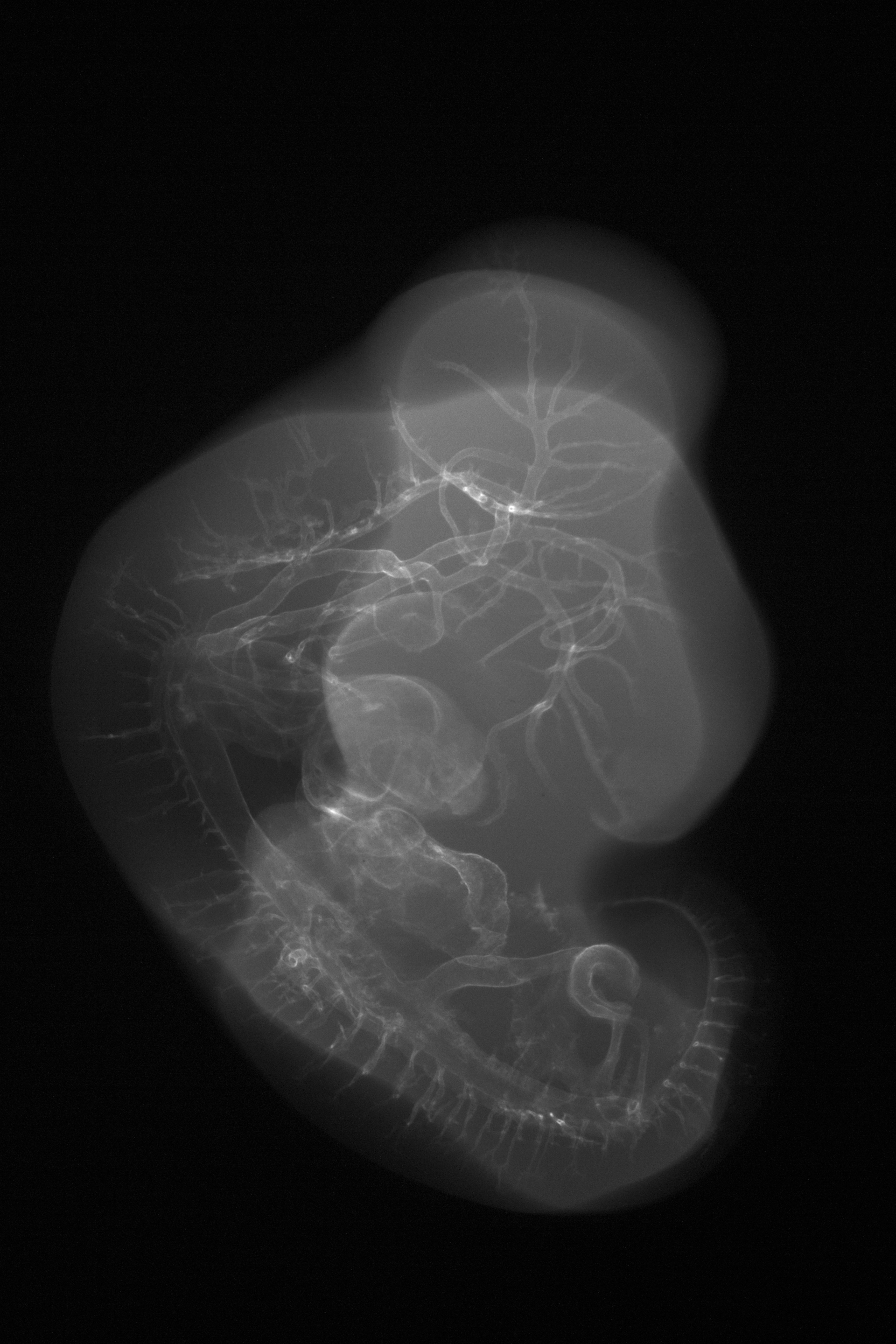 stage 26 chick embryo x-ray