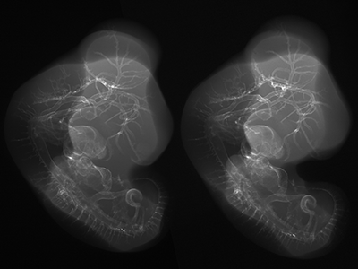 stage 26 chick embryo x-ray