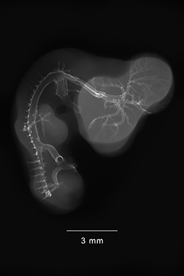 stage 26 chick embryo x-ray