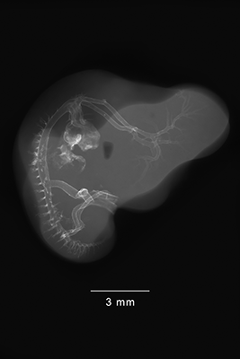 stage 26 chick embryo x-ray