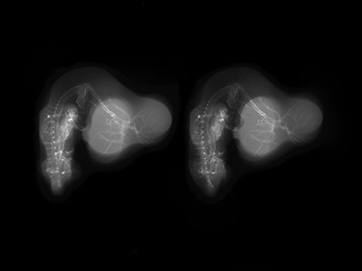 stage 27 chick embryo x-ray