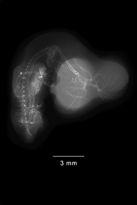 stage 27 chick embryo x-ray