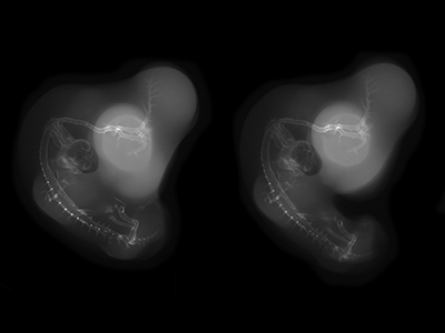 stage 27 chick embryo x-ray