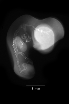 stage 27 chick embryo x-ray