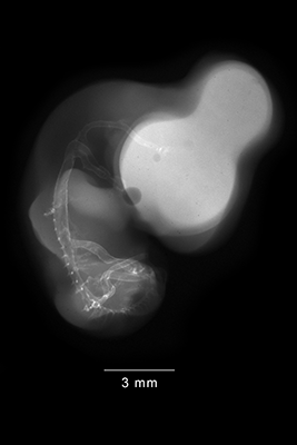 stage 27 chick embryo x-ray