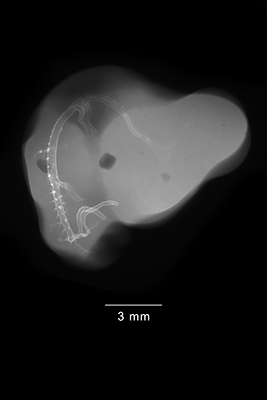 stage 27 chick embryo x-ray