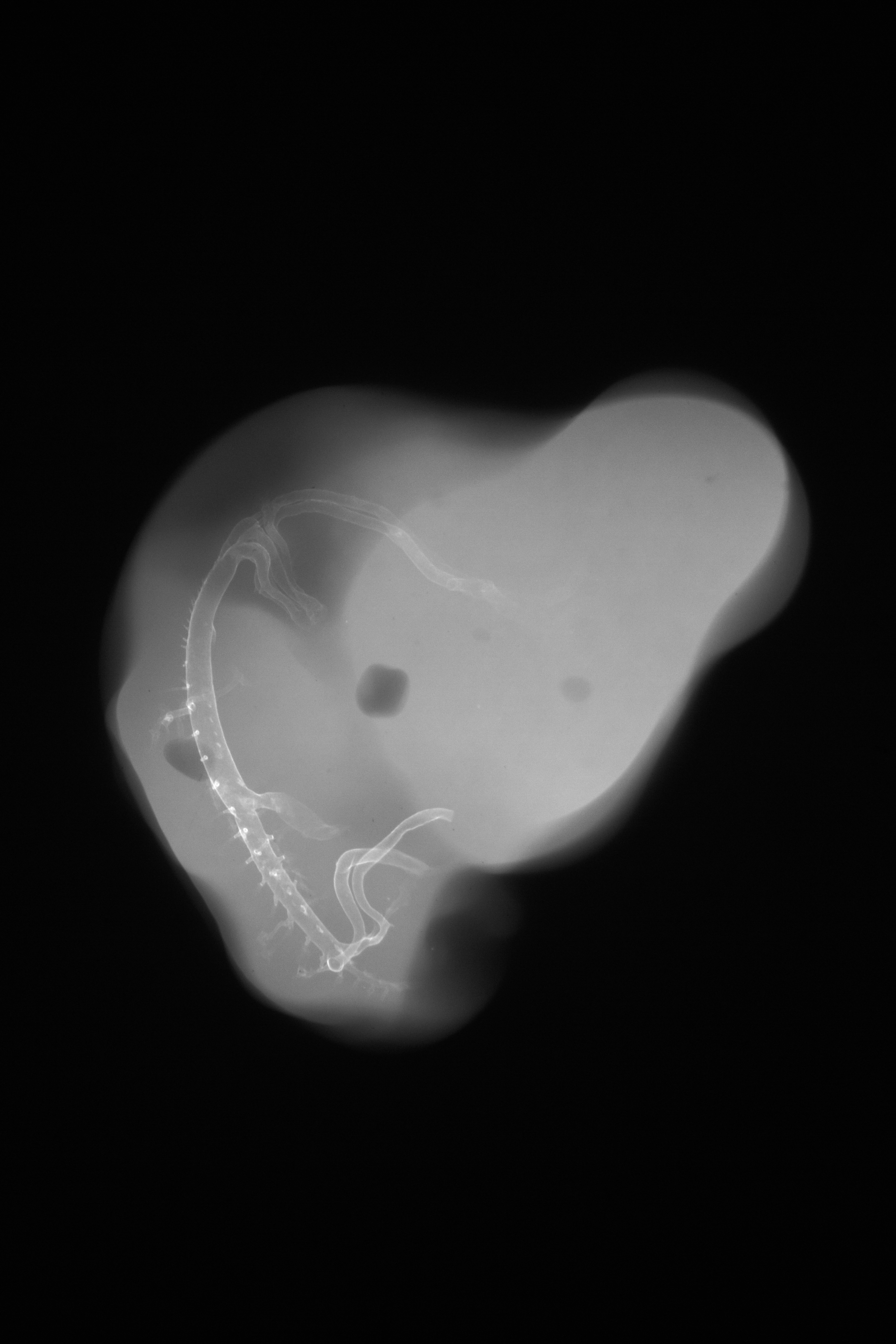 stage 27 chick embryo x-ray