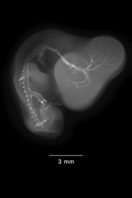 stage 27 chick embryo x-ray