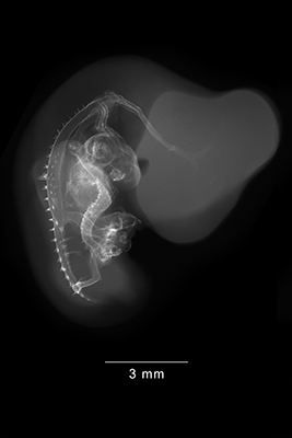 stage 27 chick embryo x-ray