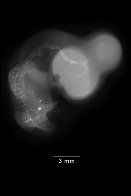 stage 28 chick embryo x-ray