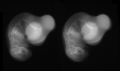 stage 28 chick embryo x-ray
