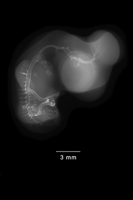 stage 28 chick embryo x-ray