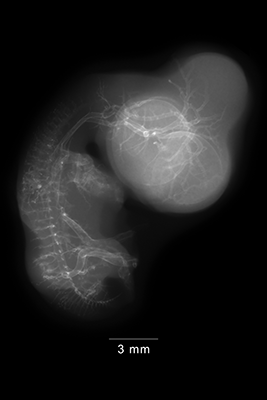 stage 29 chick embryo x-ray