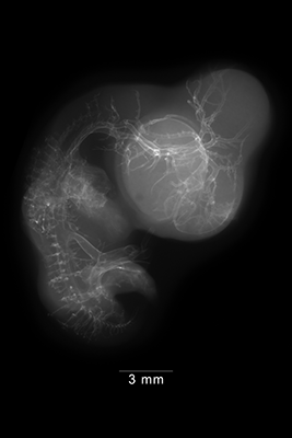stage 29 chick embryo x-ray