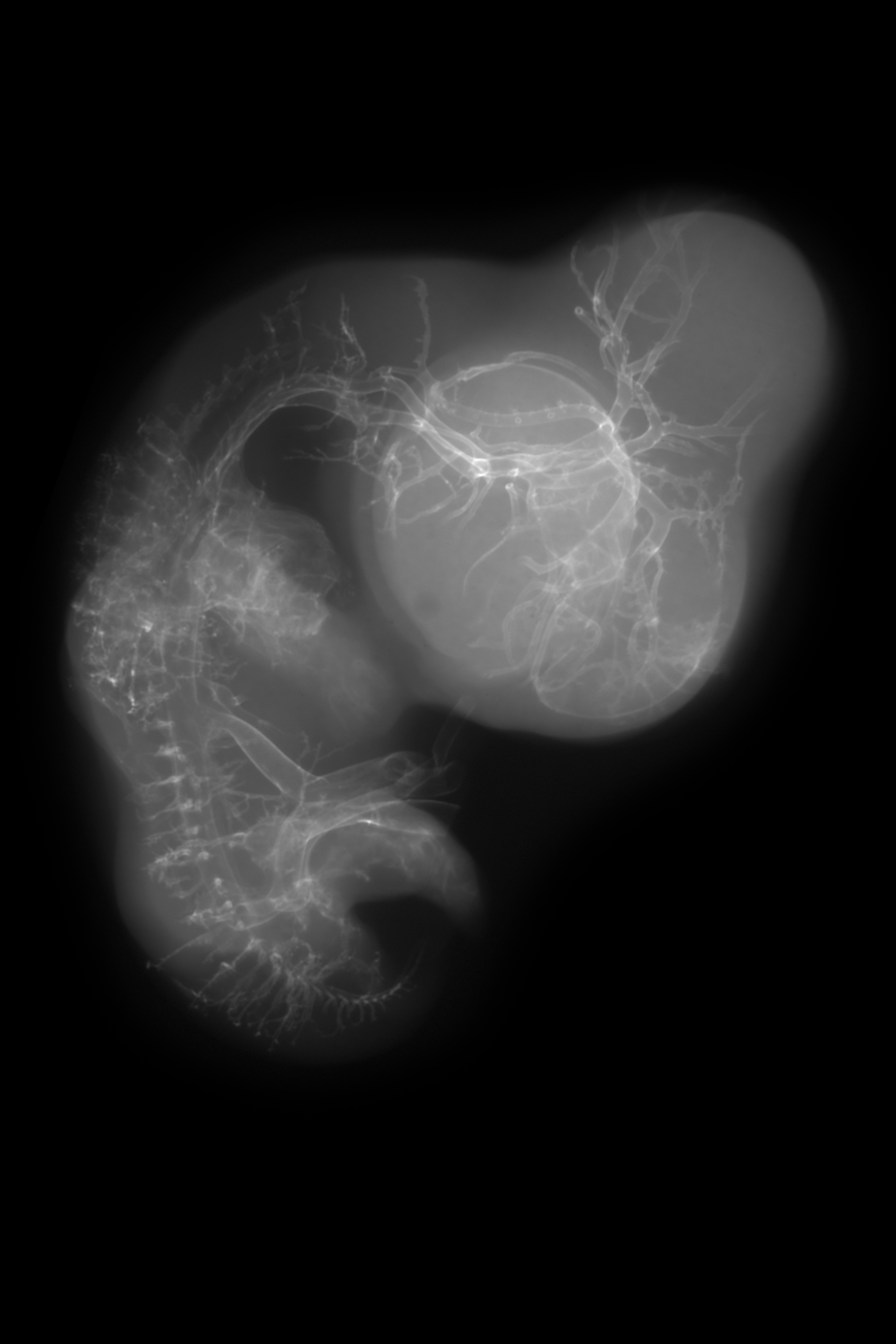 stage 29 chick embryo x-ray