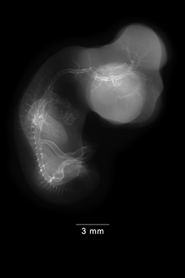 stage 29 chick embryo x-ray