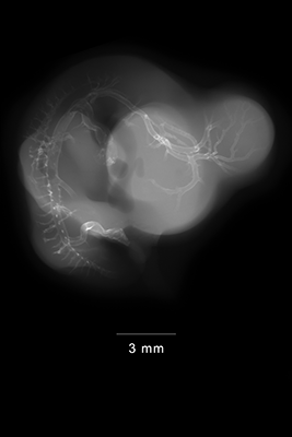 stage 29 chick embryo x-ray