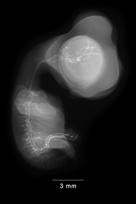 stage 30 chick embryo x-ray