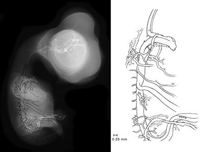 stage 35 chick embryo x-ray