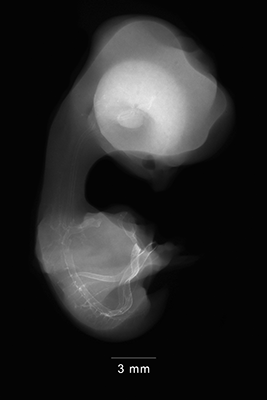 stage 31 chick embryo x-ray