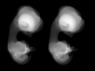 stage 31 chick embryo x-ray