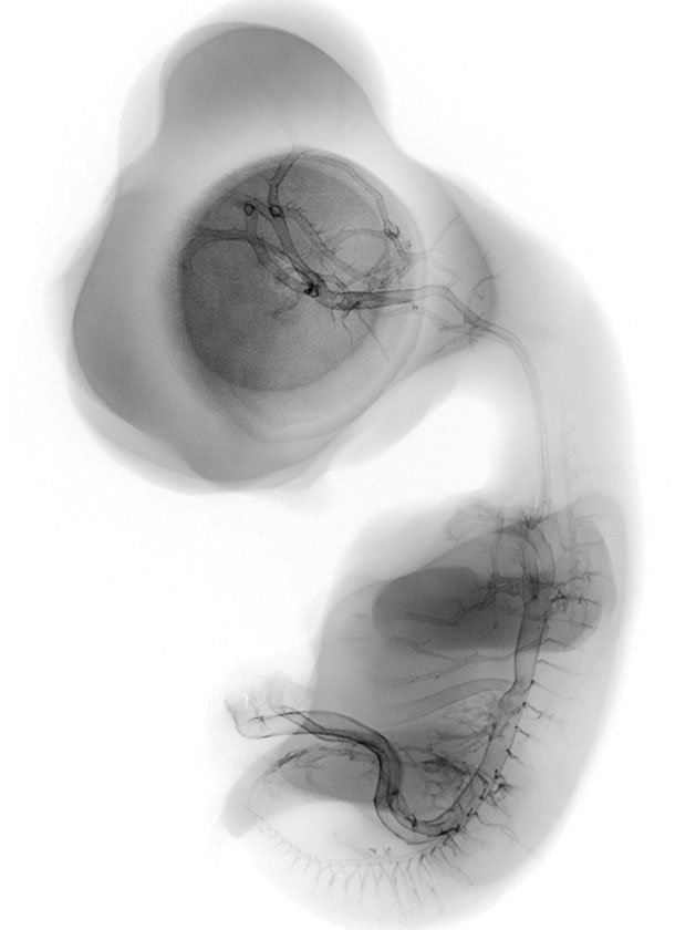 Chick Embryo X-rays Logo