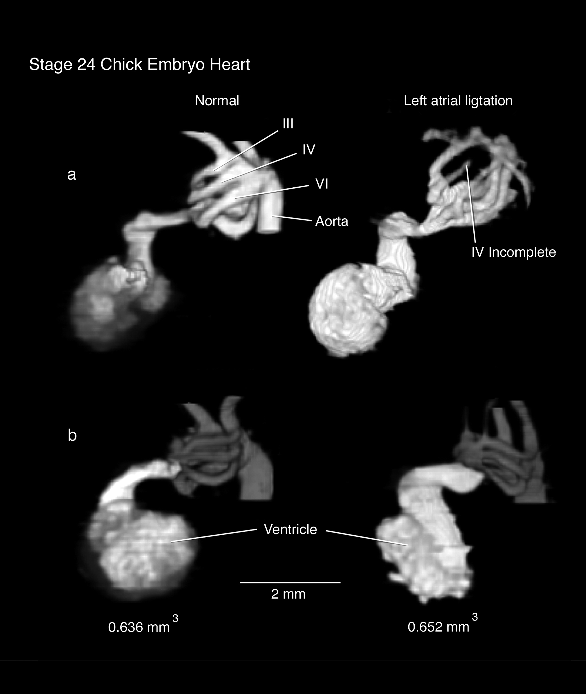 Chick Embryo X-rays Logo