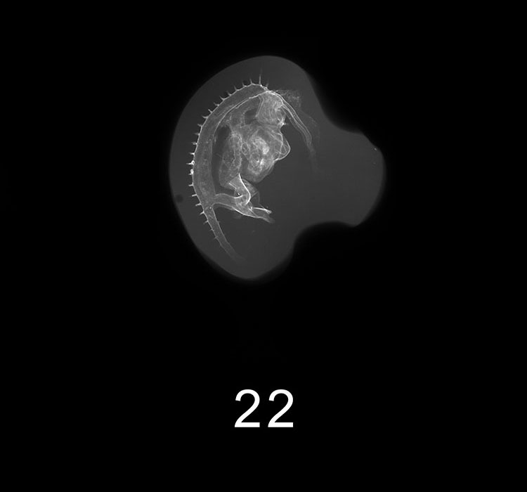 Stage 19 Embryo Image